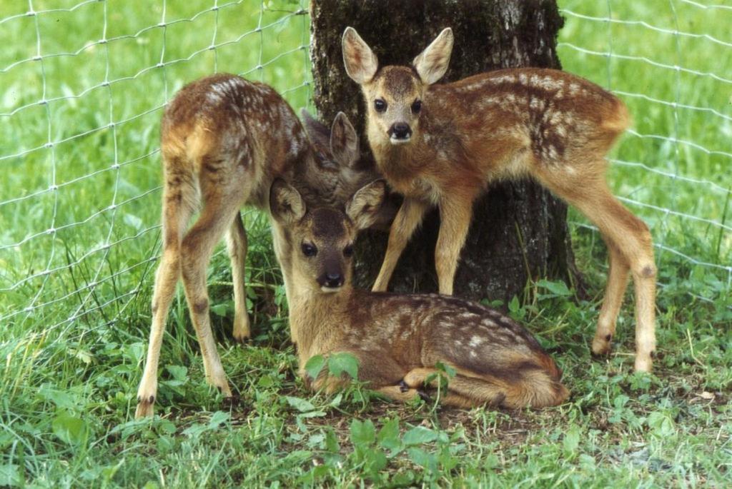 Ferienhof Unterfuehrholzergut Klaus an der Pyhrnbahn Ngoại thất bức ảnh